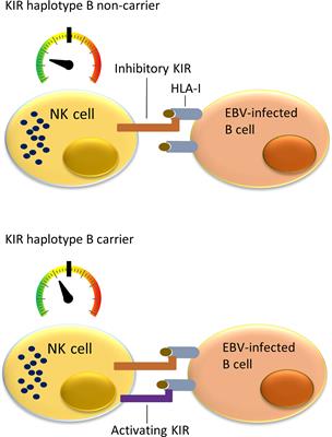 Killer Cell Immunoglobulin-Like Receptor Haplotype B Modulates Susceptibility to EBV-Associated Classic Hodgkin Lymphoma